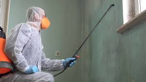 Why You Should Choose Our Mold Remediation Services in Canyon Lake, TX