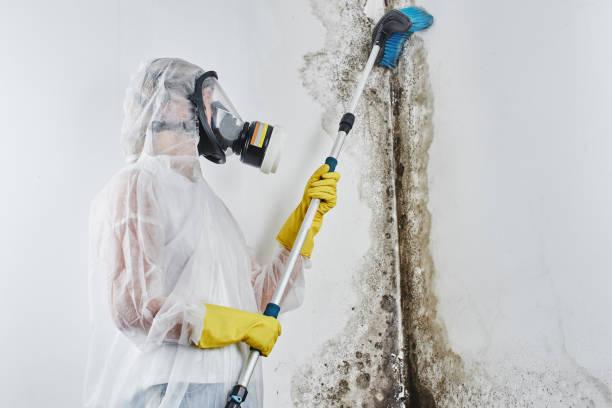 Trusted Canyon Lake, TX Mold Removal Experts